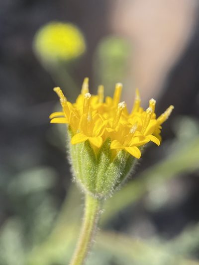 Chaenactis nevii, photographed by Matt Berger