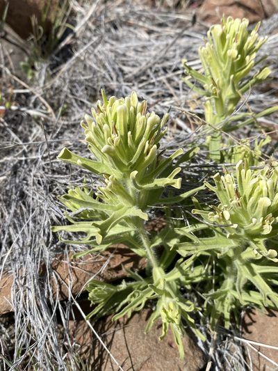 Castilleja xanthotricha, photographed by Matt Berger