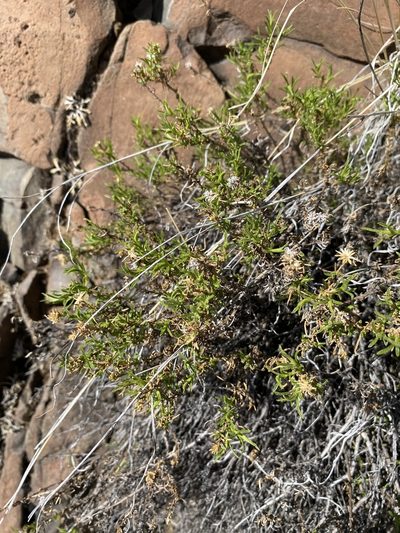 Ericameria resinosa, photographed by Matt Berger