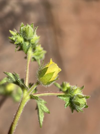 Drymocallis campanulata, photographed by Matt Berger