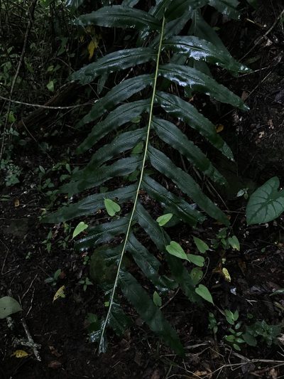 Phlebodium decumanum, photographed by Nicolás Baresch Uribe