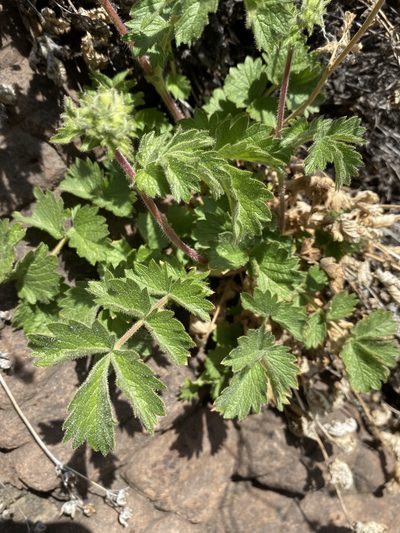 Drymocallis campanulata, photographed by Matt Berger
