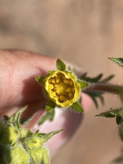 Drymocallis campanulata, photographed by Matt Berger