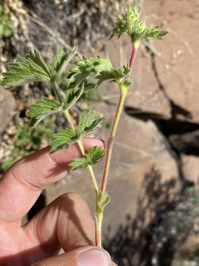 Drymocallis campanulata, photographed by Matt Berger