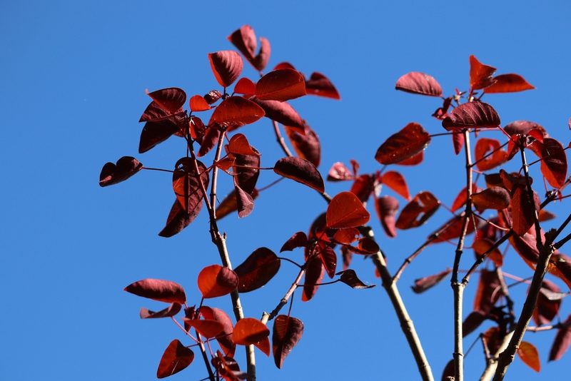 Euphorbia cotinifolia, photographed by Conrado Pável de Oliveira
