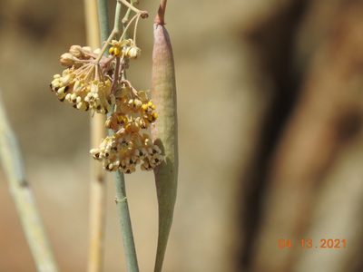 Asclepias albicans, photographed by Diana
