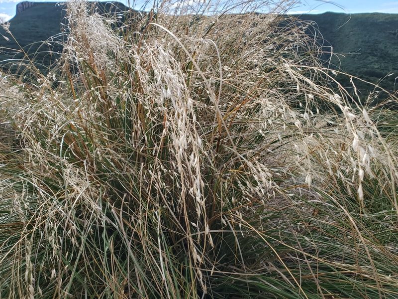 Chionochloa rigida, photographed by rempson