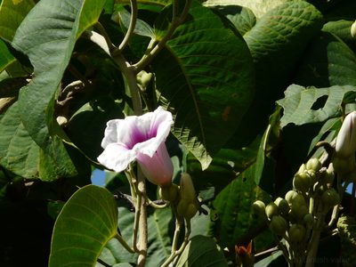 Ipomoea campanulata, photographed by Dinesh Valke