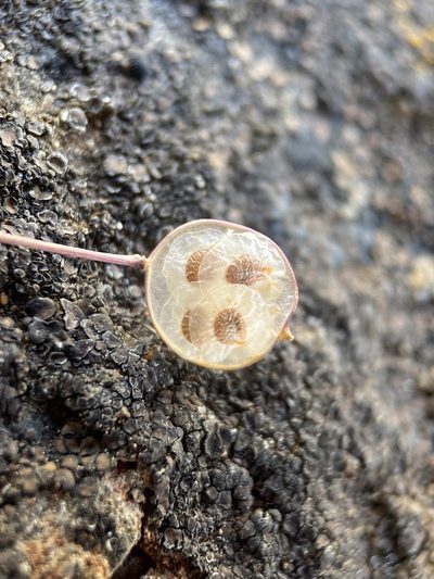 Idahoa scapigera, photographed by Matt Berger