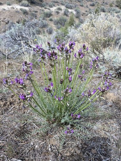 Astragalus conjunctus, photographed by Matt Berger