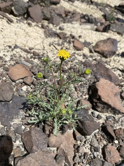 Chaenactis nevii, photographed by Matt Berger