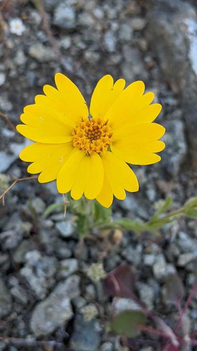 Layia septentrionalis, photographed by Trevor Van Loon