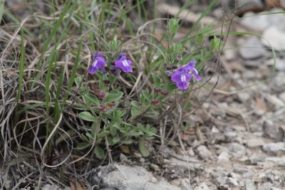 Scutellaria wrightii, photographed by Reid Hardin
