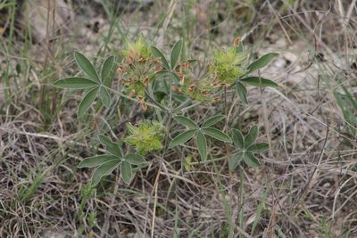 Pediomelum latestipulatum, photographed by Reid Hardin