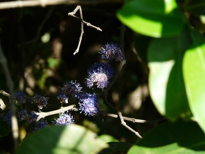 Memecylon umbellatum, photographed by Dinesh Valke