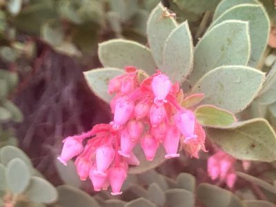 Arctostaphylos pringlei, photographed by James Fowler