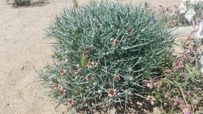 Nicolletia occidentalis, photographed by Mitch Van Dyke