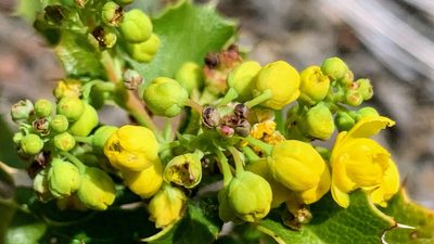 Berberis dictyota, photographed by James Fowler