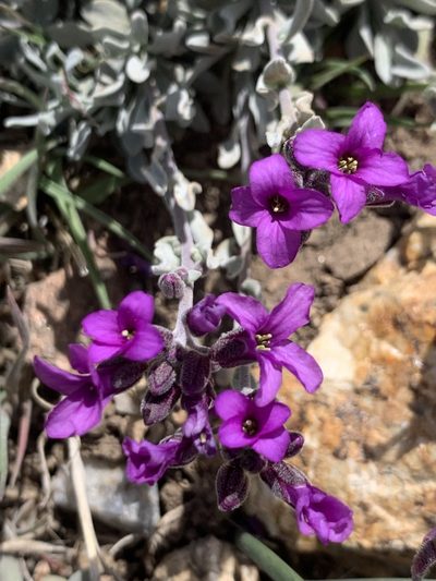 Boechera johnstonii, photographed by James Fowler