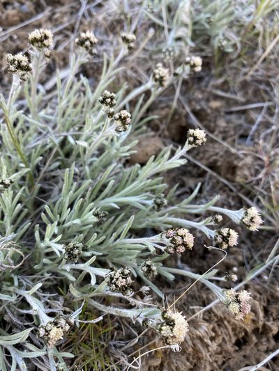 Antennaria stenophylla, photographed by Matt Berger
