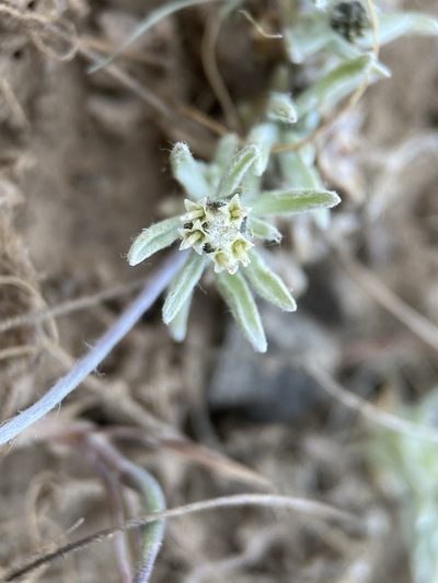 Antennaria flagellaris, photographed by Matt Berger