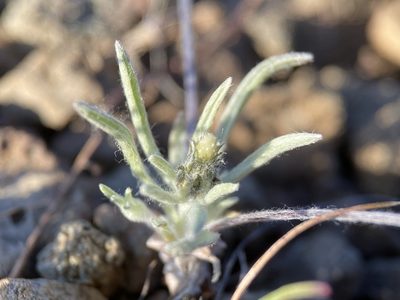 Antennaria flagellaris, photographed by Matt Berger