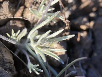 Antennaria flagellaris, photographed by Matt Berger