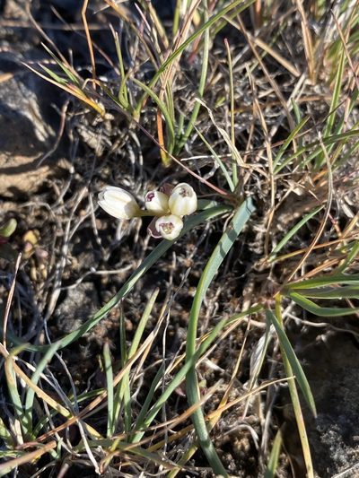 Allium scilloides, photographed by Matt Berger