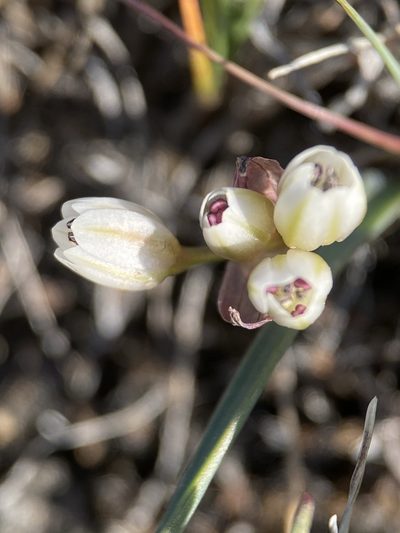 Allium scilloides, photographed by Matt Berger
