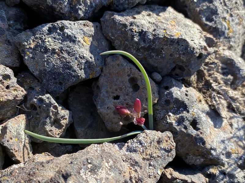 Allium scilloides, photographed by Matt Berger