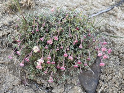 Eriogonum thymoides, photographed by Matt Berger