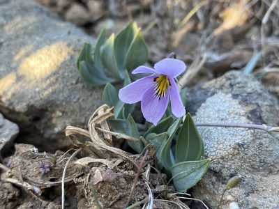 Viola trinervata, photographed by Matt Berger