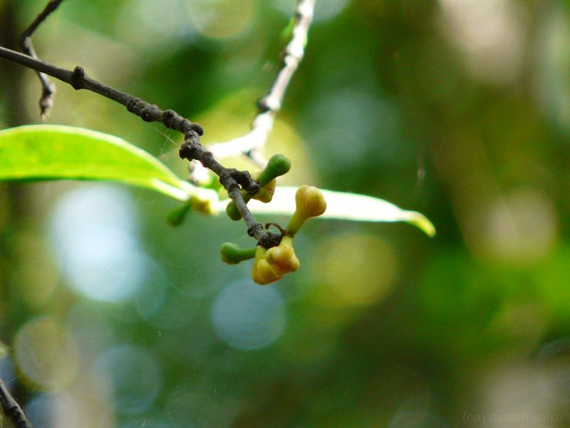 Garcinia indica, photographed by Dinesh Valke