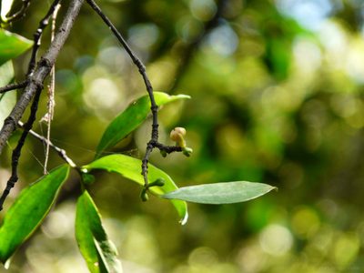 Garcinia indica, photographed by Dinesh Valke