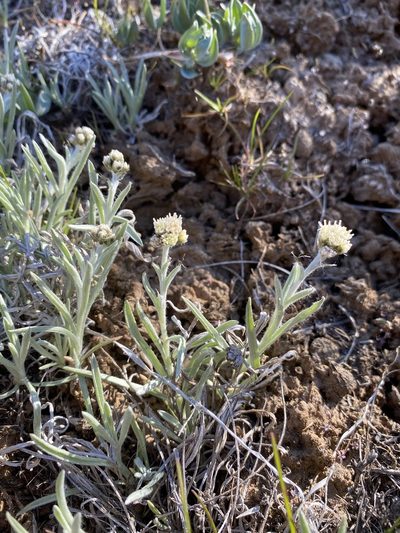 Antennaria stenophylla, photographed by Matt Berger