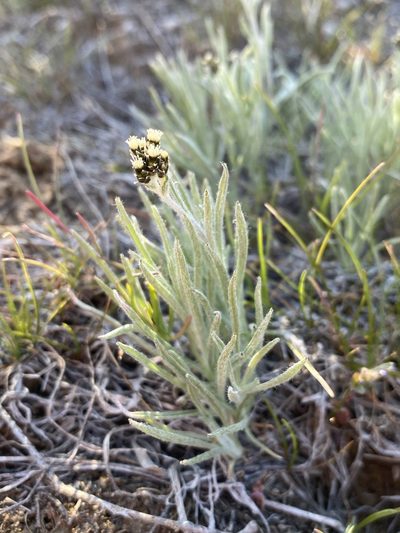 Antennaria stenophylla, photographed by Matt Berger