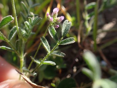 Astragalus gambelianus, photographed by Trevor Van Loon