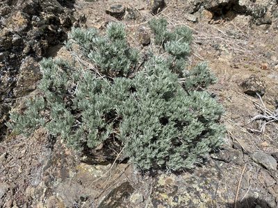 Artemisia rigida, photographed by Matt Berger