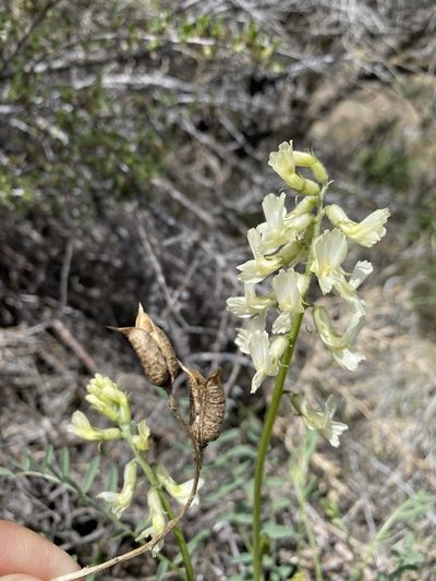 Astragalus reventiformis, photographed by Matt Berger