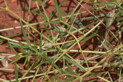 Tribulopis angustifolia, photographed by Kym Nicolson
