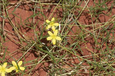 Tribulopis angustifolia, photographed by Kym Nicolson
