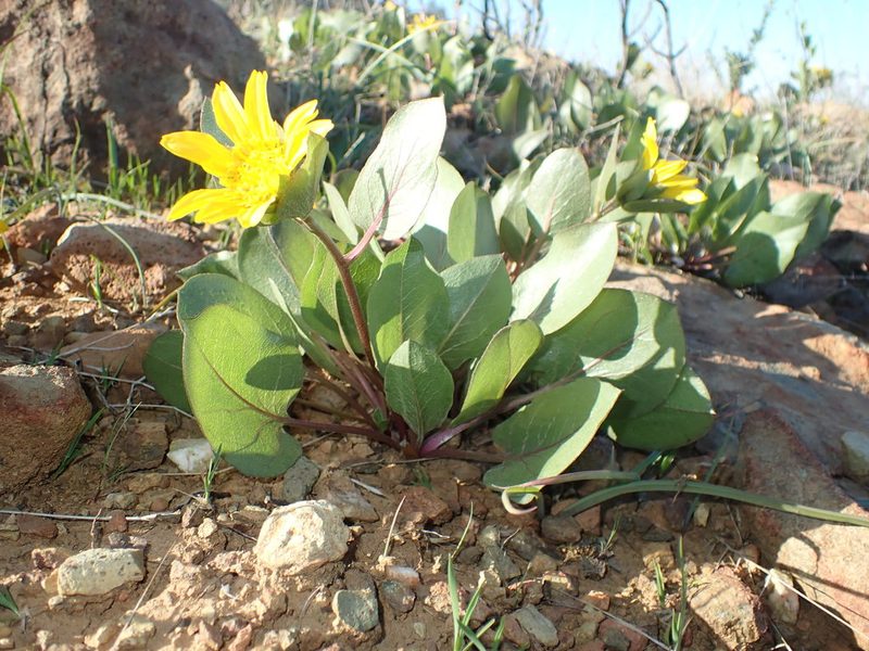 Agnorhiza bolanderi, photographed by Scott Yarger