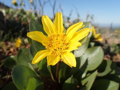 Agnorhiza bolanderi, photographed by Scott Yarger