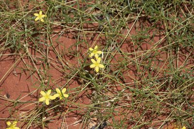 Tribulopis angustifolia, photographed by Kym Nicolson