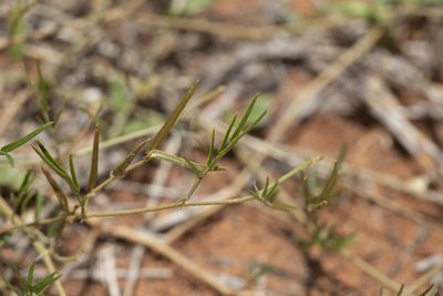 Tribulopis angustifolia, photographed by Kym Nicolson