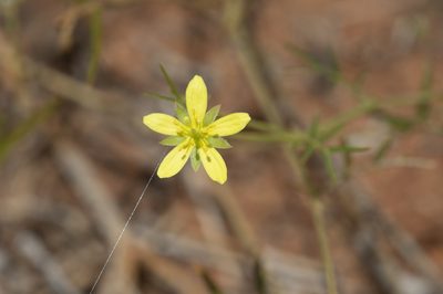 Tribulopis angustifolia, photographed by Kym Nicolson
