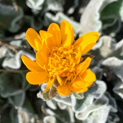 Hulsea vestita, photographed by James Fowler