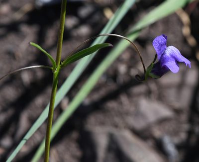 Neogaerrhinum strictum, photographed by Trevor Van Loon