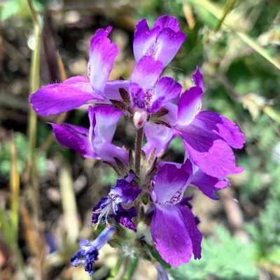 Collinsia concolor, photographed by James Fowler