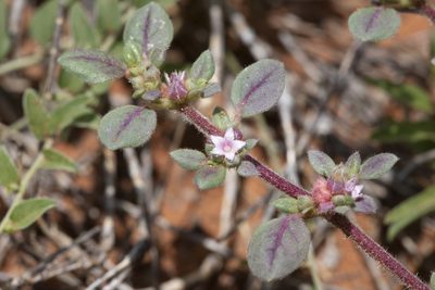 Trianthema pilosum, photographed by Kym Nicolson